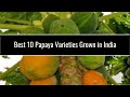 Best 10 Papaya Varieties Grown in India | Papaya types