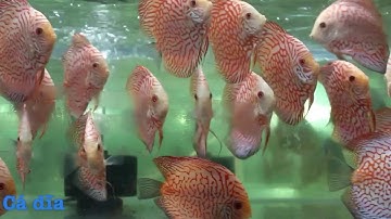 Cá cảnh Thiên Đức