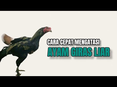 Cara Merawat Ayam Bangkok Yang Liar