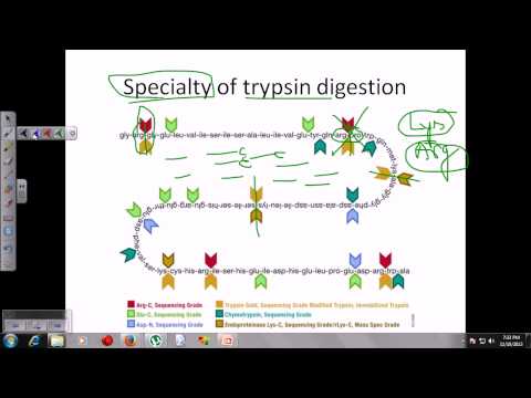 Video: Trypsin-Funktion: Ein Proteolytisches Enzym, Das Für Eine Gute Gesundheit Wichtig Ist