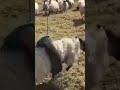 جانا العيد وهنعيد وهندبحك يا شيخ سيد 