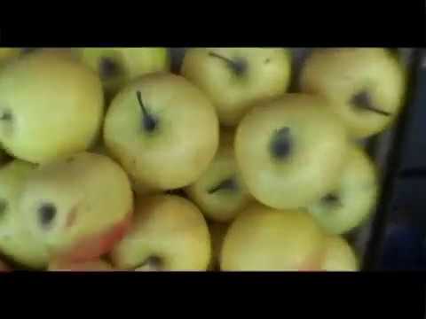 ბაიკორი და ანტრაკოლი