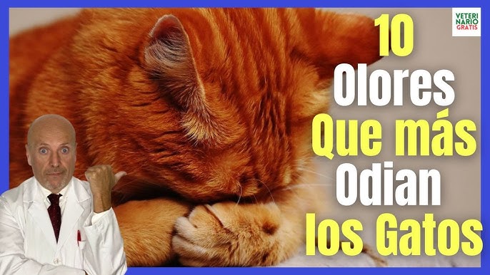 Cómo ahuyentar gatos callejeros? - 15 remedios no dañinos