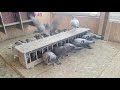 My young racing pigeons 2018