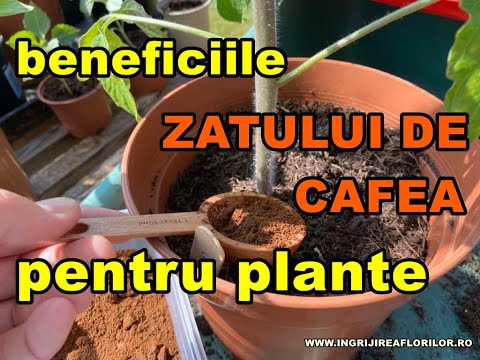 Video: Cafea folosită pe plante - Cum să udați plantele cu cafea