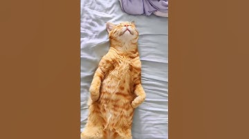 When a cat snores in its sleep #cute #cutecat #foryou #funny #catcute #cat #kitten #shorts