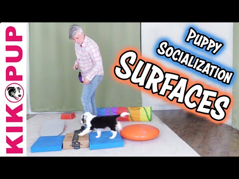 Wideo: Socializing a Growing Pup