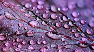 Best Nature Scenery (HD1080p) - Nature Wallpapers 2020 | Calming Effect - Ambient Background Music screenshot 2