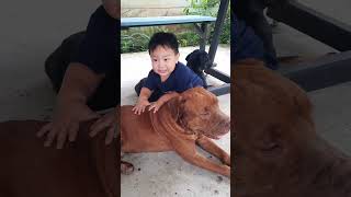 Viral Video Compilation of our Son & Friend Dogs Sweet Moments||Human Size Dogs