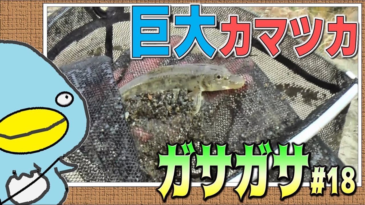 ガサガサ 絶滅危惧種 アカザ Youtube