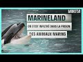 Marineland  on sest infiltrs dans la prison des animaux  vakita