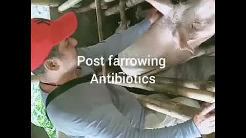 HOW TO SAFELY INJECT SOWS