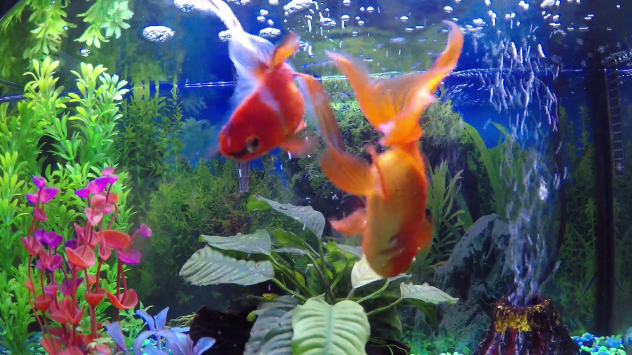 Fantail Goldfish Swimming RELAXING Fish