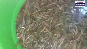 Kỳ Thú Đi Bắt Con Rươi Buổi Tối Kiếm Tiền Triệu