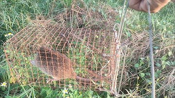 đặc bẫy chuột cống nhum mà nó lạ lắm