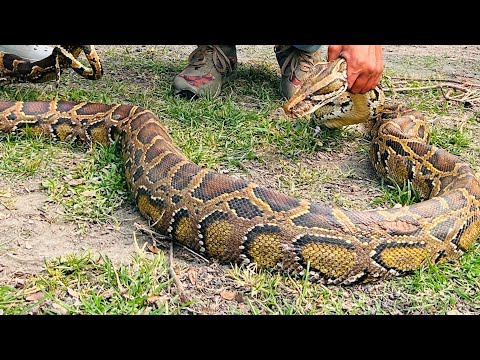 🐍 PYTHON RESCUE Udalguri BTR ASSAM