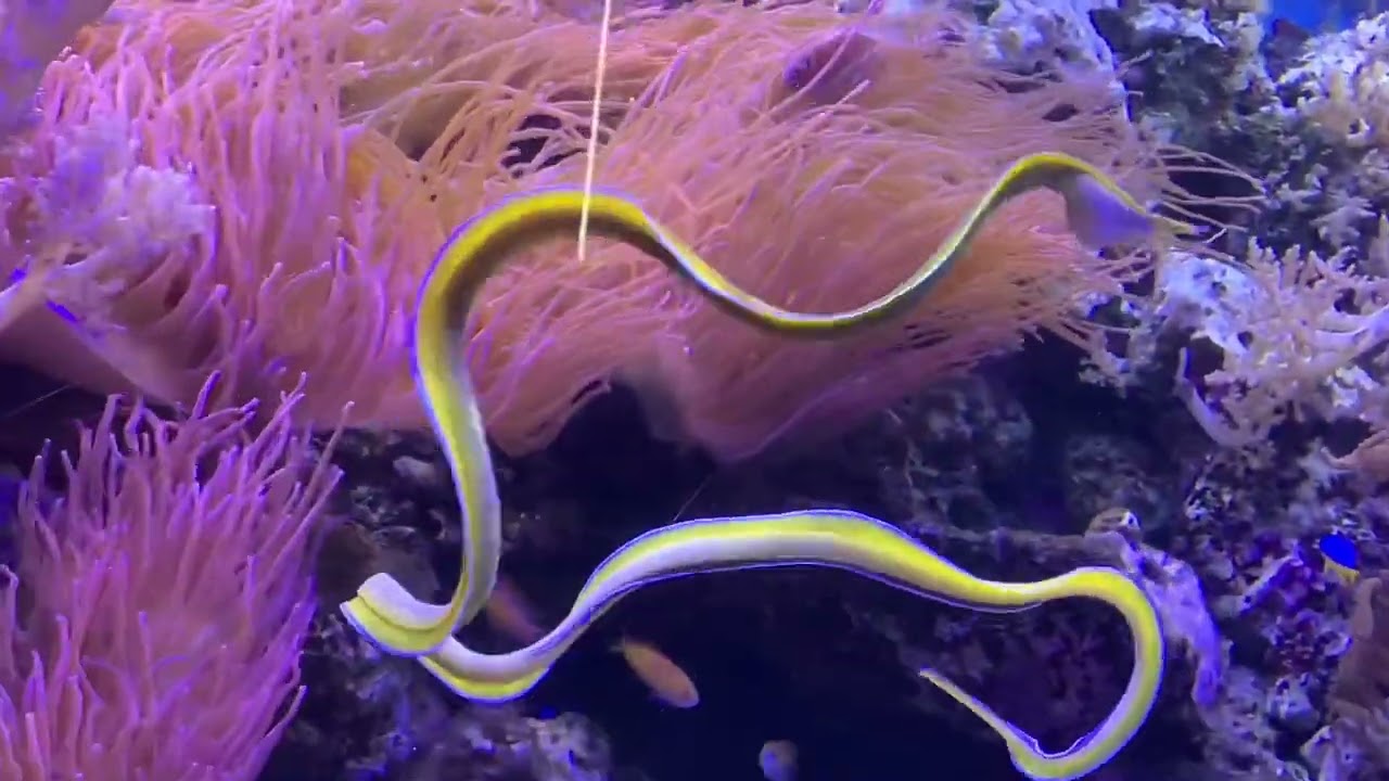 Bladneus Murene uit de kruik