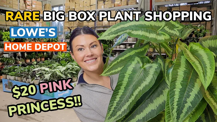 $20 Pink Princess Philodendron At LOWE'S?! Big Box...