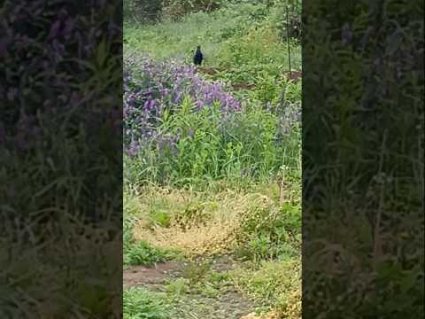 畑　私を見つめる雉👀2026/5/21