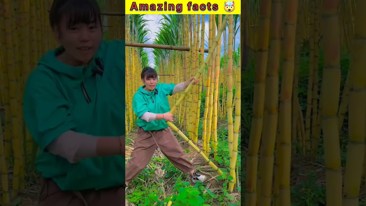 Unbelievable Fruits From China That Will Shock You! 