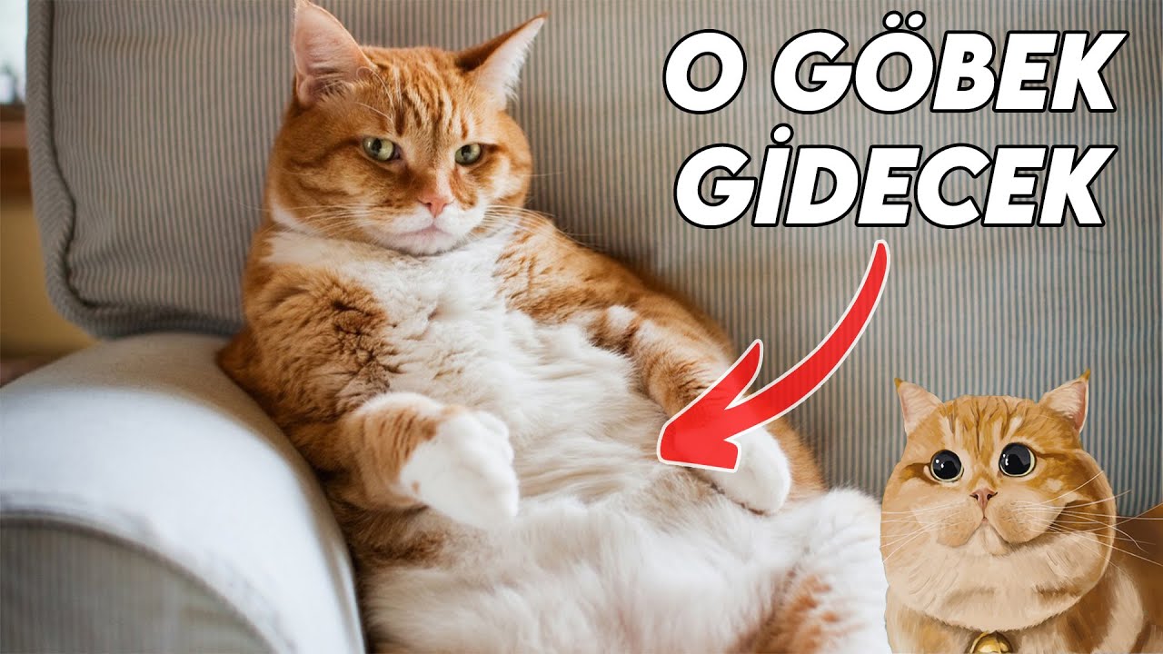 KİLOLU KEDİ NASIL ZAYIFLATILIR? KEDİLERİN KİLO