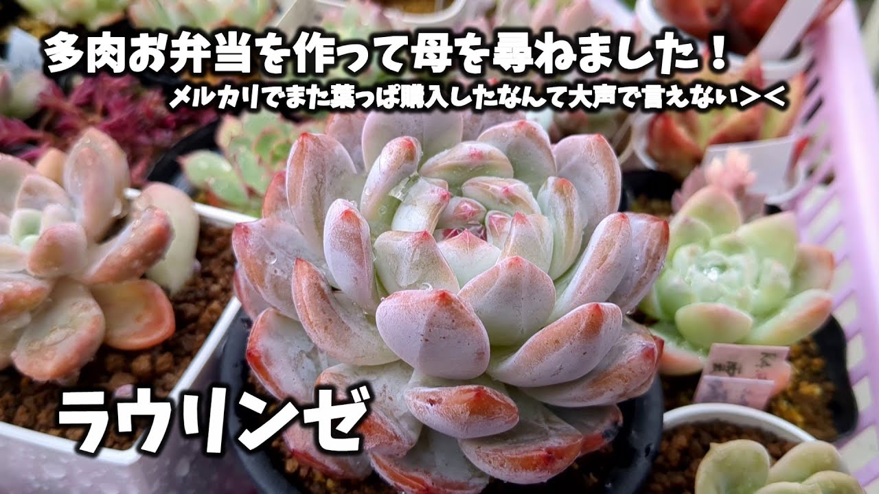 多肉植物】突撃隣の多肉さん！多肉お弁当持って行ってきました！【にじ 