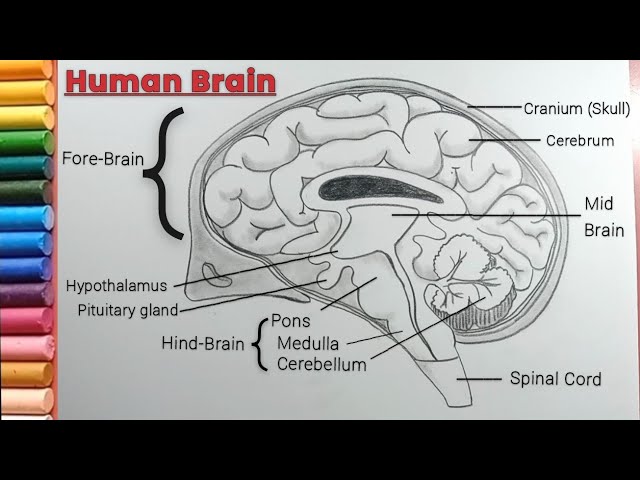 human brain sketch Stock Vector Image & Art - Alamy