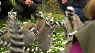 Noël à Thoiry : les animaux en lumière