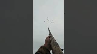 Дальний выстрел #duckhunting #hunting