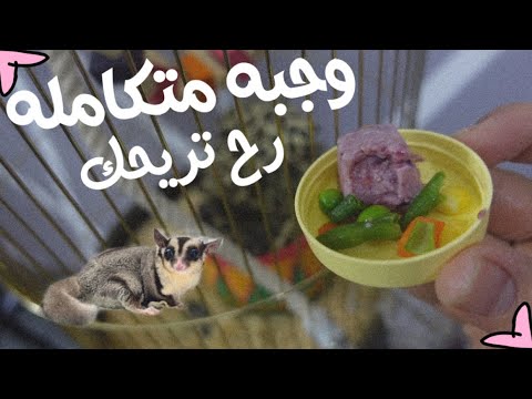 فيديو: كيفية إطعام السنجاب الطائر في المنزل