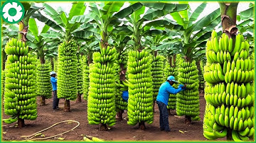 Transport van tonnen bananen op deze manier - Landbouwtechnologie groeit en oogst