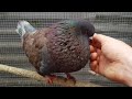 Pet King Pigeon  विशाल कबूतरഭീമൻ പ്രാവ്بڑا کبوترحمامة عملاقة