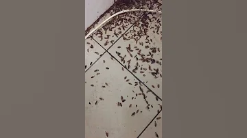 Лучшее средство от тараканов