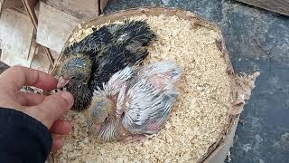 Как различить голубей по полу,определение самец самка у двухнедельных птенцов Самара,  Олег Костяков