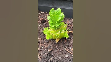 The ULTIMATE & ONLY Lettuce Hack you need! Mind blown 🤯 Grow Lettuce over and over again! #shorts