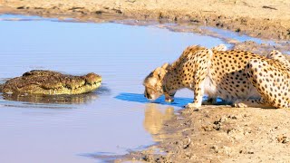 Destruído em um segundo / raras lutas de animais capturadas na câmera