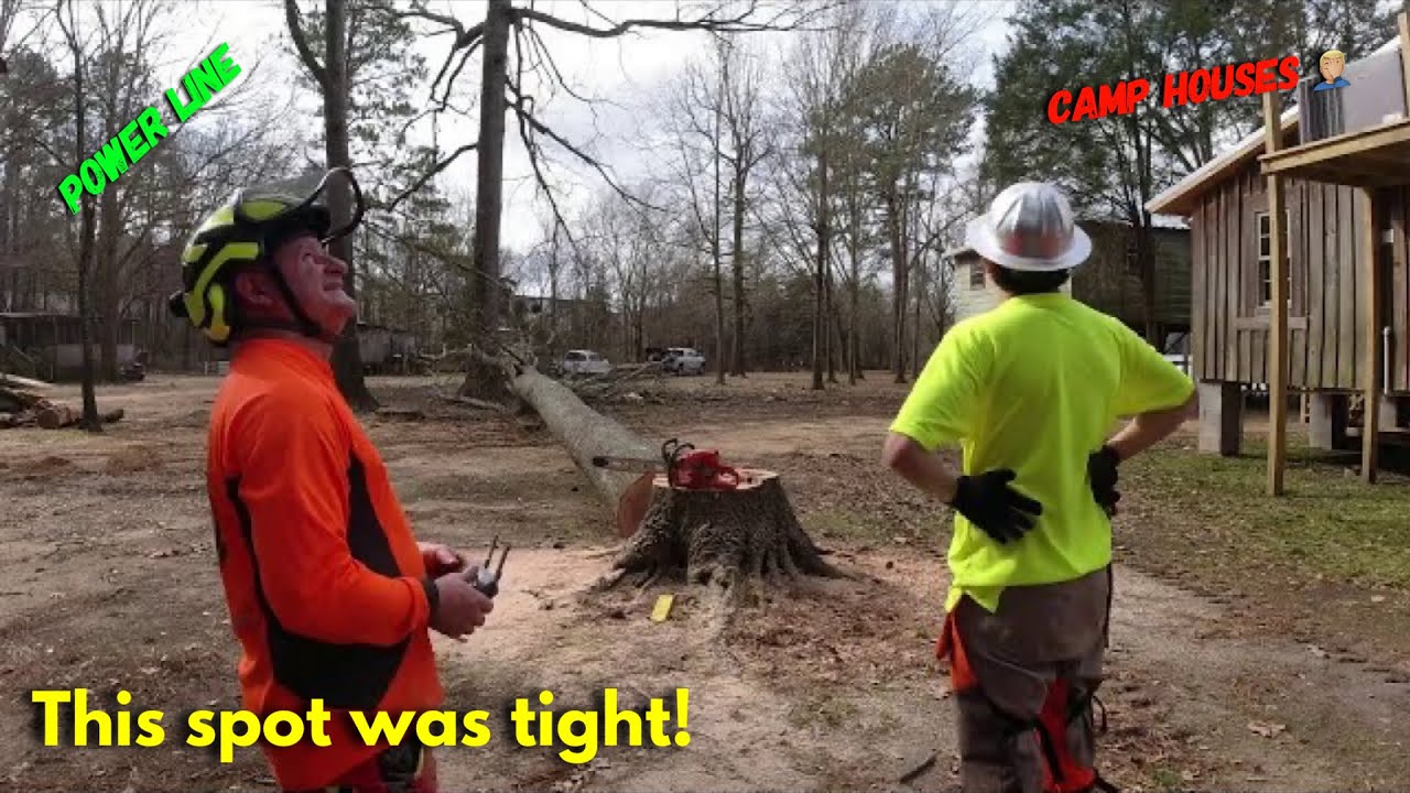 Cutting big trees in a very tight place - YouTube
