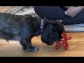 Balloon animal dog chew toy - too cute! Durable Dog Chew Toy – Balloon Dog Shape, 4.72” for Small &
