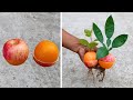 Grow apple tree from orange or orange tree from apple