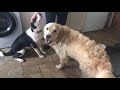 Golden Retriever Gets Super Jealous And Wants Attention