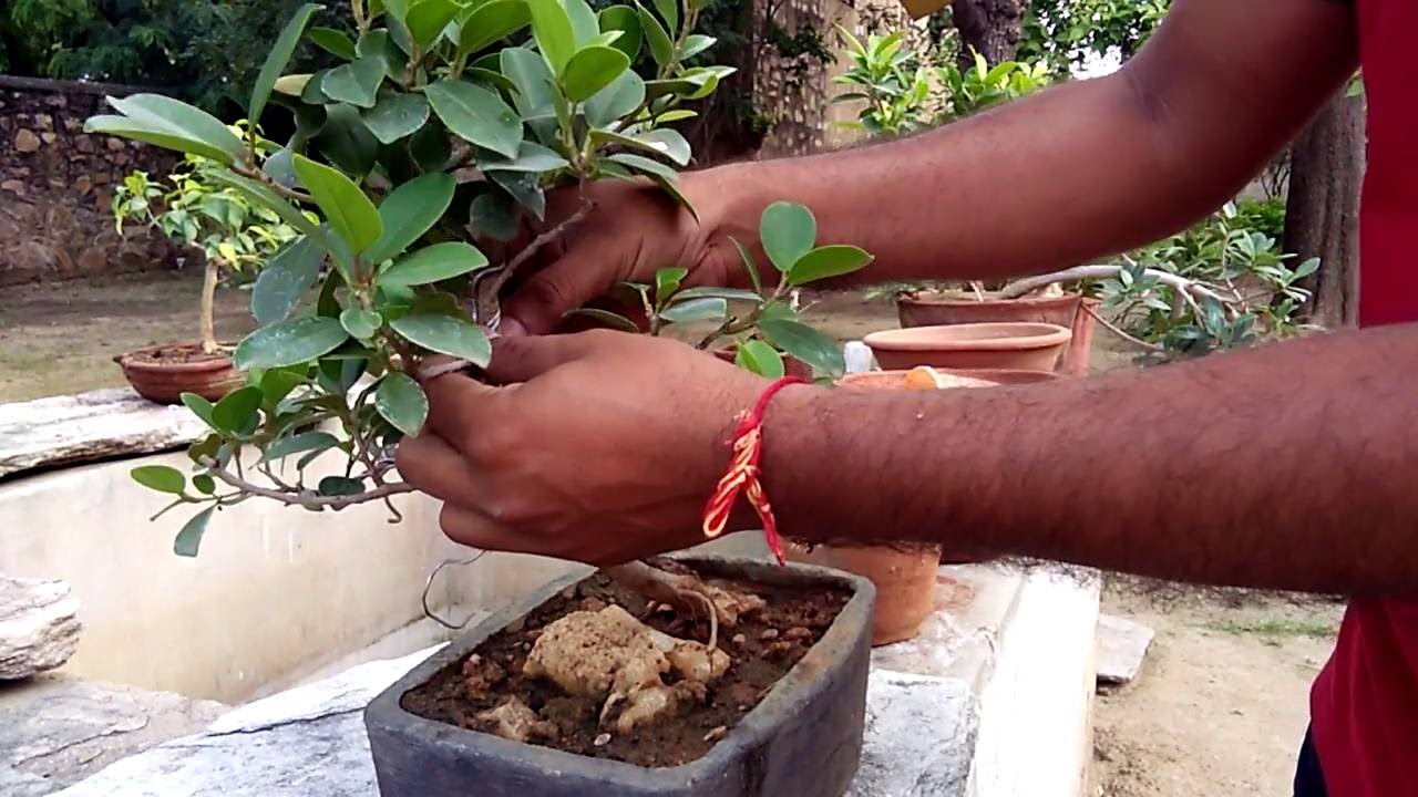 Removing of wire from bonsai plant tips in hindi/Urdu,बोन्साई पौधे और