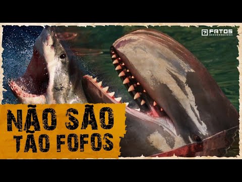 Esse é o motivo dos tubarões terem medo dos golfinhos