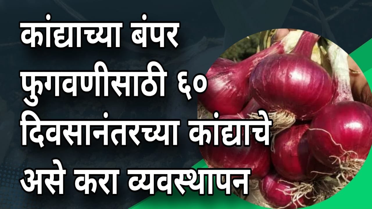 उन्हाळी कांदा फूगवण | कांदा पाणी नियोजन | उन्हाळी कांदा