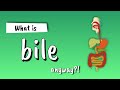 Bile explained