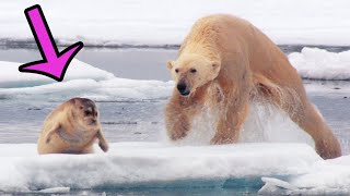 4 fois l'Ours Polaire chasse les Phoques || Combats d’Animaux