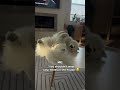 Do you Allow your Dogs on the Furniture?