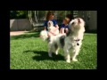 Artificial Grass for Pets - The Pet Friendly Grass for Dogs Artificial Grass for Pets - The Pet Friendly Grass for Dogs
