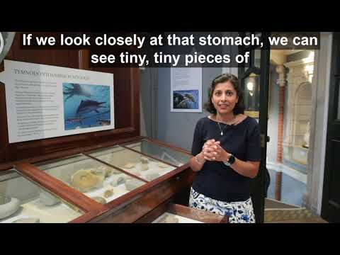 Lyme Regis Museum Investigates - The Case of the Ichthyosaurs Dinner (subtitled version)