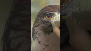 Realistic Hawk in Soft Pastel screenshot 5