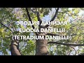 Эводия Даниэля | Evodia Danielii | ПчелоСад